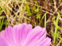 -紫海香堤香草艺术庄园