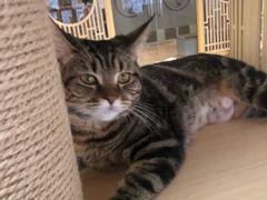 -猫和宫(六道口店)