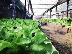 -Ohkajhu Organic Farm Sansai