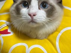 -lincat·猫舍(广州店)