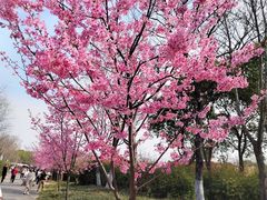 -顾村公园