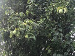 -蓬莱阁景区