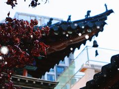 -真庆观