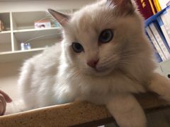 -安安宠医·安宠宠物医院