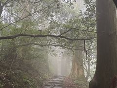 -天目山大树王景区