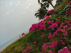 -玫瑰海岸文化旅游度假区