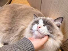 -MOCHA明星猫咖(田子坊店)