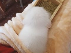 -猫猫幼稚园·撸猫·桌游·电玩