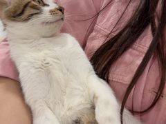 -喵园·猫主题咖啡厅·撸猫·猫咖(国贸店)