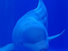 -多彩贵州城极地海洋世界