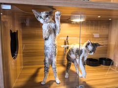 -猫十亿·布偶金渐层·曼基康矮脚猫舍(青年路店)