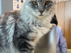 -御宝贝·A梦猫科宠物医院(国际猫友好医院)