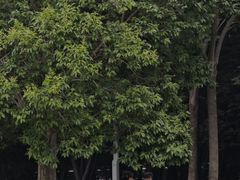 -郑州植物园