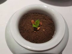 迷你水果盆栽-徐记海鲜(梅溪新天地店)