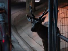 -清迈夜间动物园