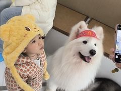 -星多哈·狗咖·拼豆·咖啡