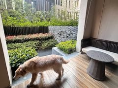 -上海崇明金茂凯悦酒店