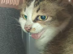 -御宝贝·A梦猫科宠物医院(国际猫友好医院)