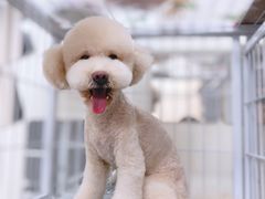 -小尾巴宠物店(万科·金域华庭店)