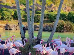 -奥兰多迪士尼动物王国乐园