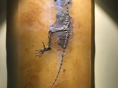 -辽宁古生物博物馆