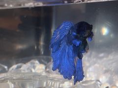 -BUND·FIVE外滩5号(天际店)