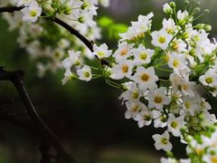 -国家植物园