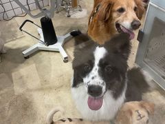 -熊小胖宠物生活馆(天华园店)