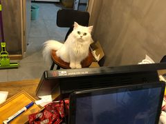 -松果猫咖(桐乡吾悦金街店)