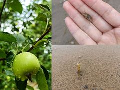-烟台金沙滩海滨公园
