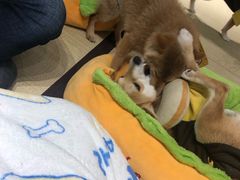 -逗柴咖啡屋·狗咖猫咖宠物桌游