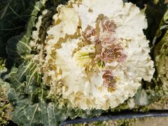 -中国天府农业博览园