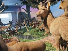 -国家自然博物馆