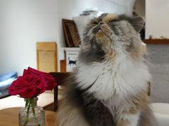 -有猫主题·治愈系猫咖(曾厝垵店)