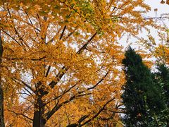 -八大关景区