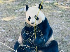 -卧龙中华大熊猫苑神树坪基地