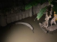 -清迈夜间动物园