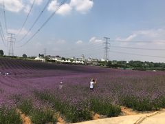 -紫颐香薰山谷景区