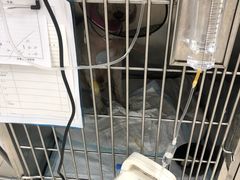 -申普宠物医院·心脏介入·心血管微创(总院)
