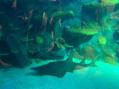 -悉尼海洋生物水族馆