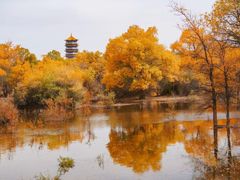 -金塔沙漠胡杨林景区