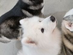 -星多哈·狗咖·拼豆·咖啡