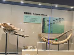 -安徽省地质博物馆