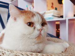 -Cappucimeow猫咪咖啡馆(韦伯时代店)