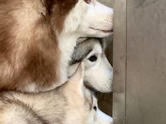-星多哈·狗咖·拼豆·咖啡