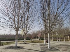 -永定河休闲森林公园