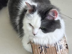 -怪兽屋·羊驼·猫咖·狗咖(俊华广场店)