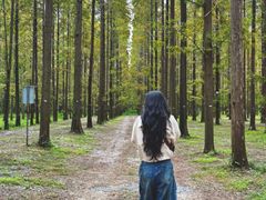 -黄海国家森林公园