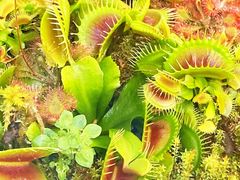 -国家植物园南园