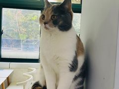 -喵的天空名猫咖啡馆·撸猫·猫舍·用品